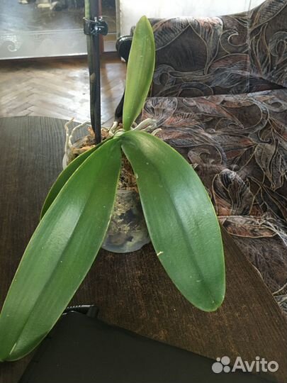 Орхидея из Азии