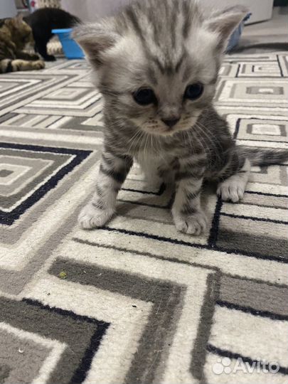 Британские котята