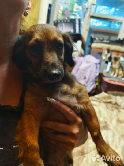 Щеночки 2-х месячные