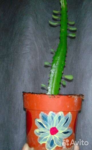 Кактус молочай