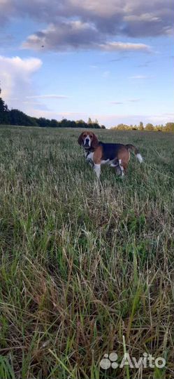 Бигль вязка