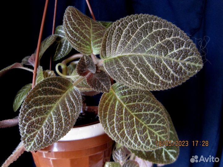 Коллекционные эписции