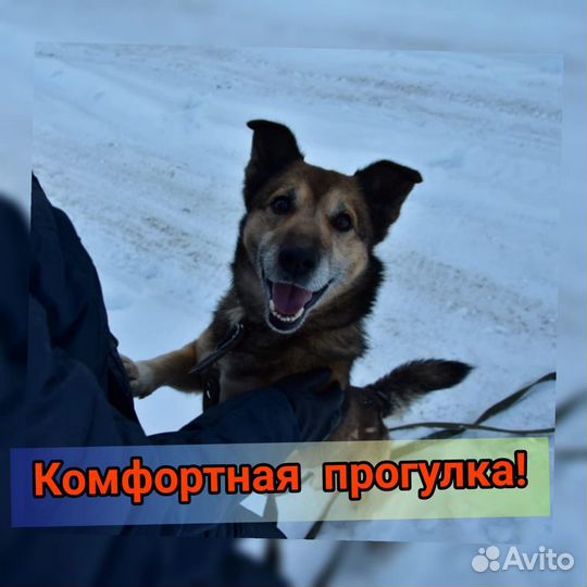 Дрессировка и воспитание собак