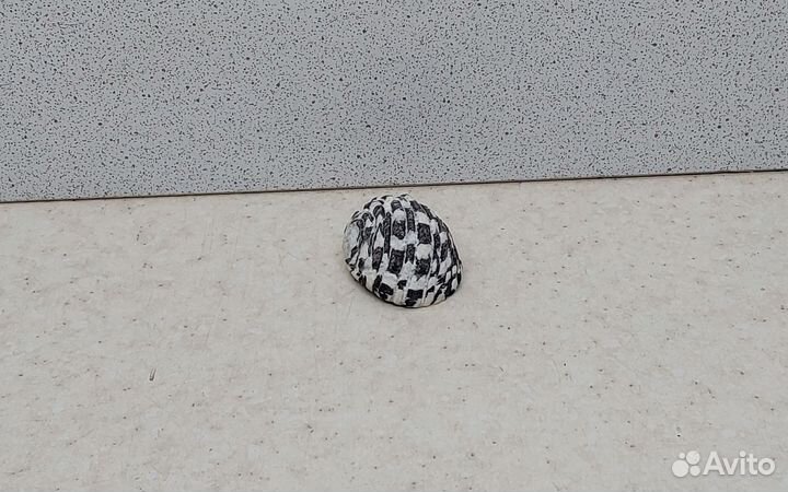 Нерита 2,8 морская ракушка раковина