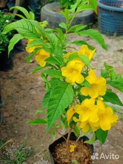 Семкна Текома прямостоячая