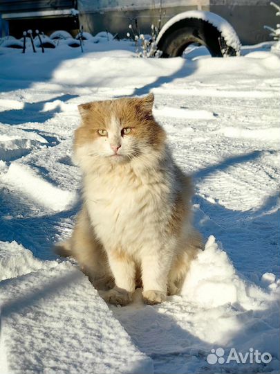 Котик Рыжик