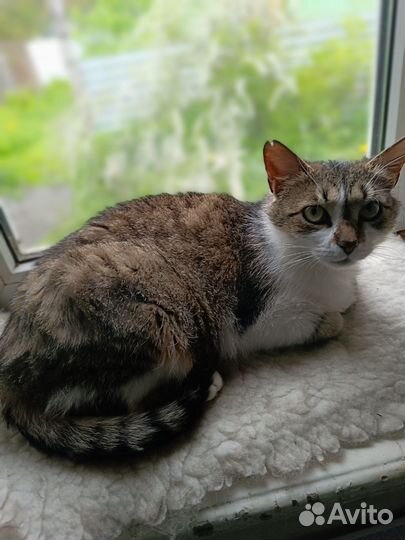 Кошка в дар