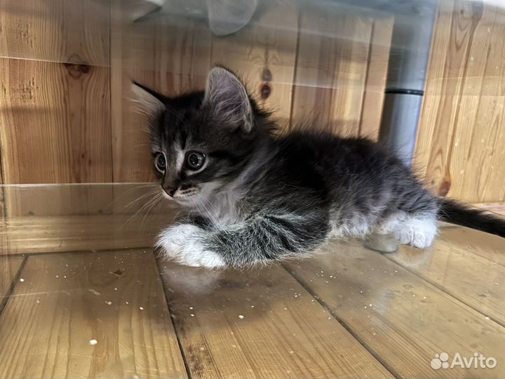 Котята в добрые руки бесплатно