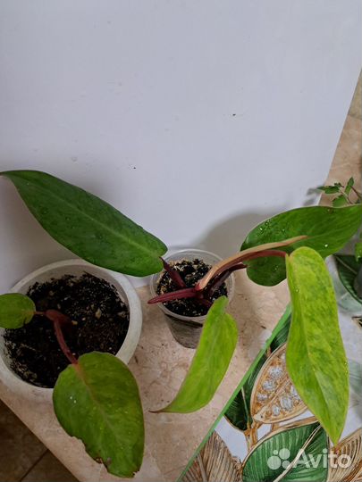 Комнатные цветы