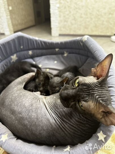Котята сфинкс