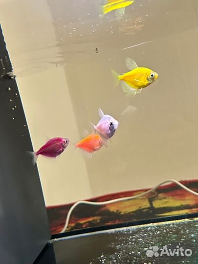 Отдам в добрые руки рыбок
