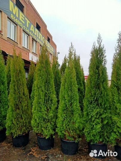 Туи смарагд