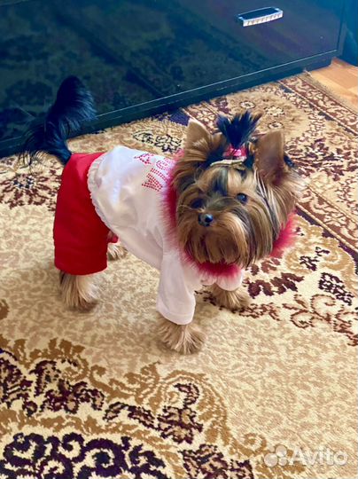 Дубленка и комбез для собачки и много еще одежды