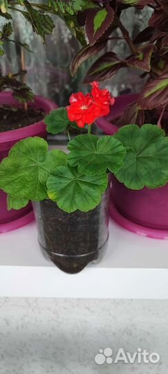 Пеларгония герань