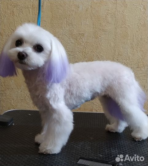 Стрижка собак, кошек