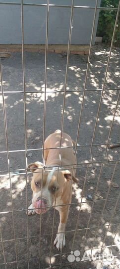 Передержка для собак