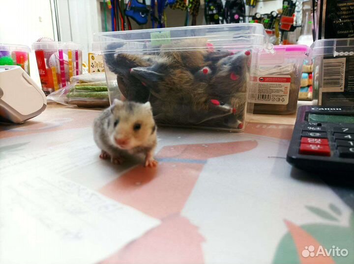 Сирийский хомяк