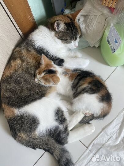 Трехцветная и рыженькая кошечки