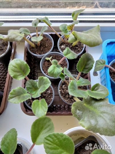 Фиалка белая, розовая, махровая, сиреневая