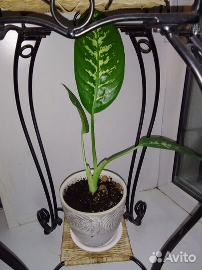 Диффенбахия (Dieffenbachia amoena)