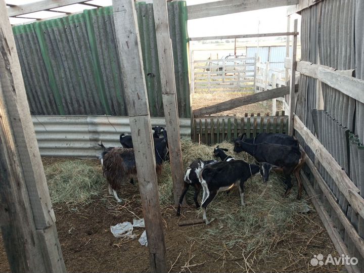 Коза поголовье