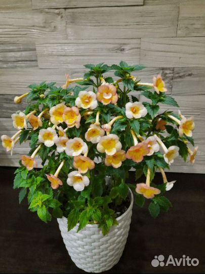 Ахименес желтый