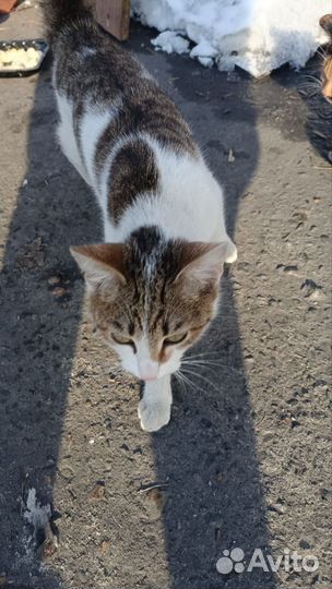 Котик подросток