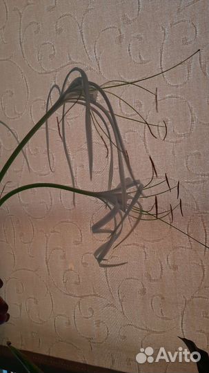 Гименокаллис, Бегония, Каланхоэ цветущий