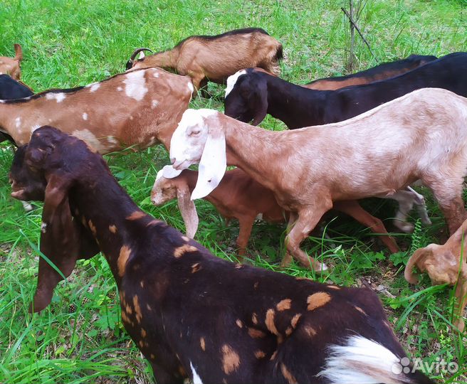 Молоко козье, коровье