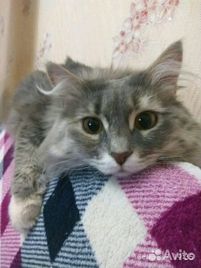 Передержка кошек