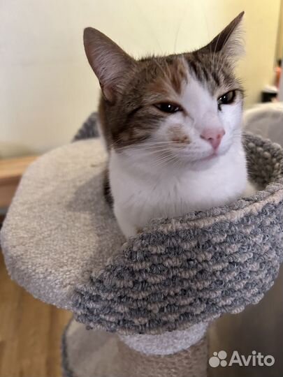 Отдам кошечку