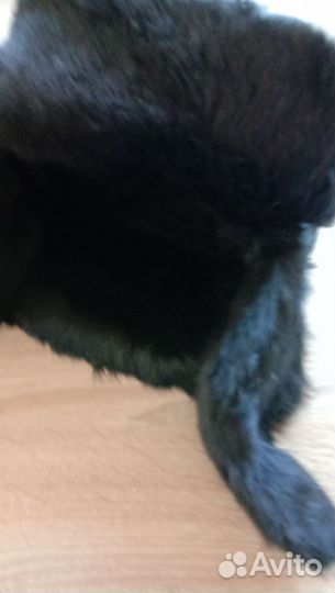 Шапка мужская из кролика