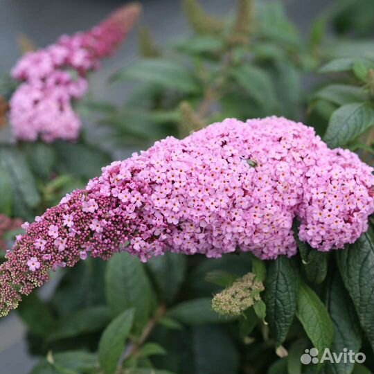 Будлея Давида