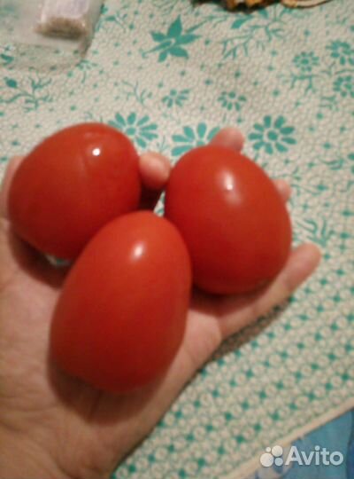 Семена томатов(помидор) и перцев лаванда огурцы