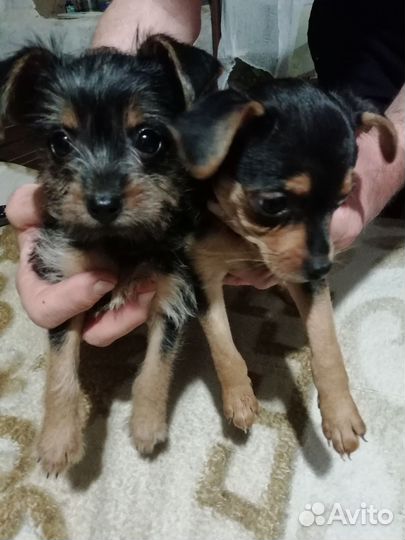Йоркширский терьер щенки