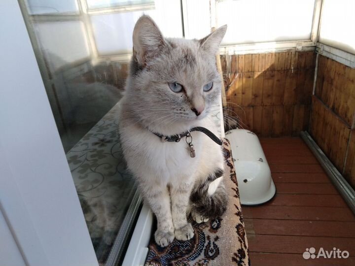 Тайская кошка