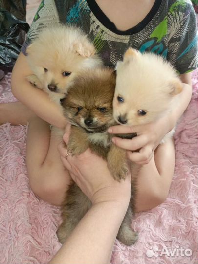 Померанский шпиц медвежьего типа