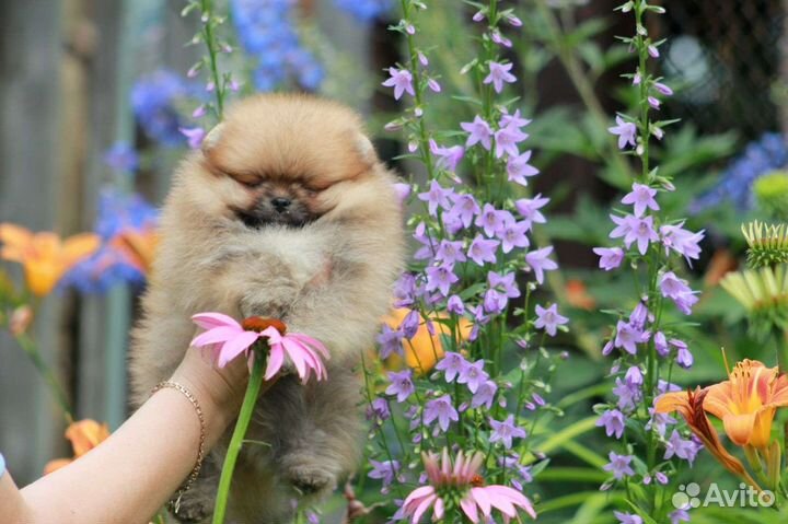 Белые и крем мальчики