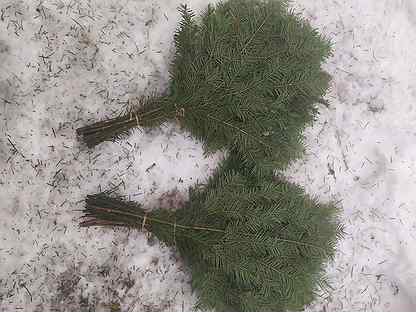 Дубовые пихтовые. Мини папоротник. Пихта веник. Дубовый веник банный. Пихтовый веник для бани.