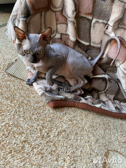 Канадский сфинкс