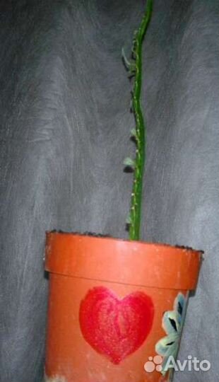 Кактус молочай