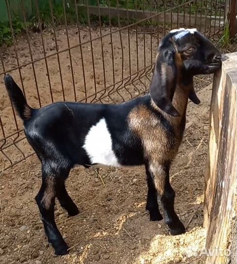 Англо нубийские козлики, козочка(и) 100%