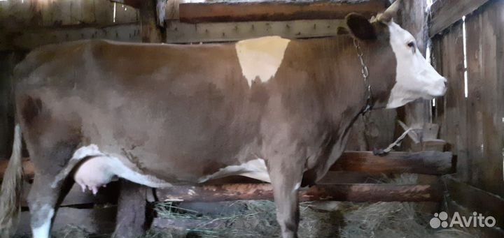 Продам коров