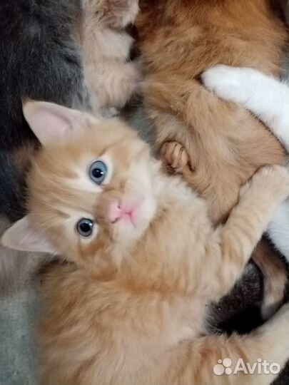 Котята в добрые руки бесплатно