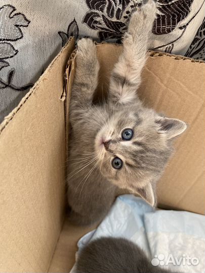 Шотландские котята