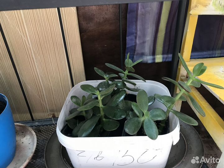 Продам толстянка, денежное дерево