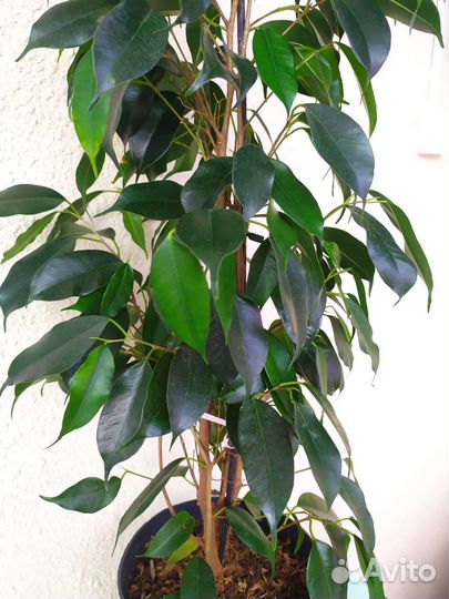 Фикус бенджамина