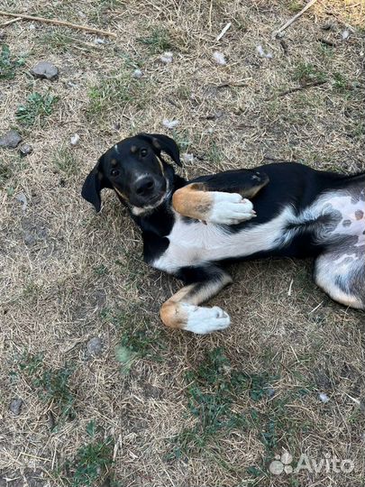 Собака в добрые руки