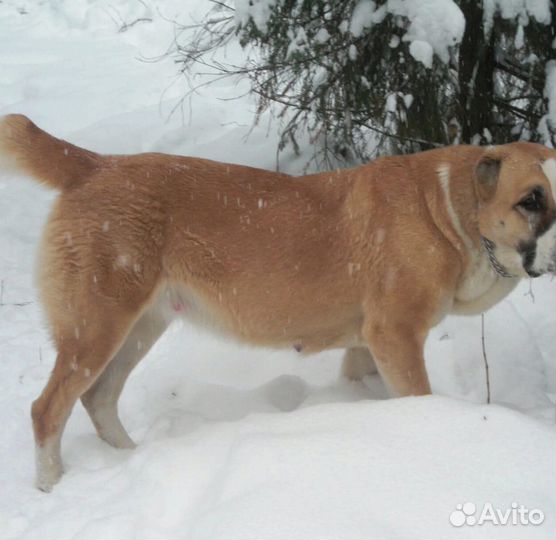 Алабай для вязки