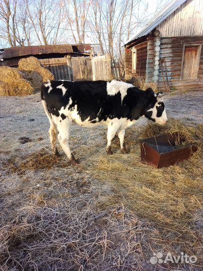 Телки стельные